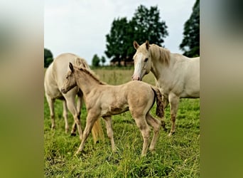 Aztèque, Étalon, Poulain (05/2026), Perle