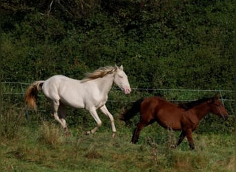 Aztèque, Hongre, 2 Ans, 163 cm, Perlino