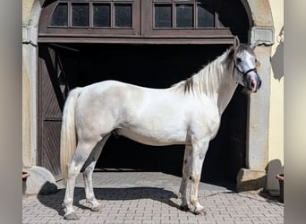 Aztèque, Hongre, 5 Ans, 157 cm, Grullo