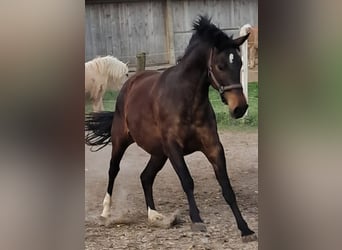 Aztèque, Hongre, 7 Ans, 155 cm, Bai brun