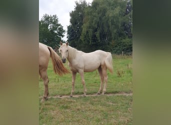 Aztèque, Jument, 1 Année, 158 cm, Palomino