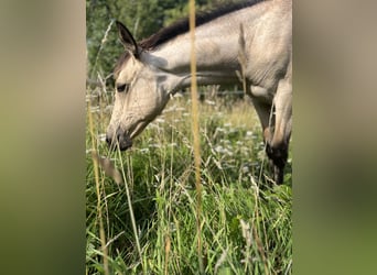 Aztèque, Jument, 1 Année, Buckskin