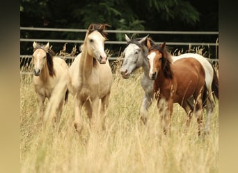 Aztèque, Jument, 2 Ans, 155 cm, Buckskin