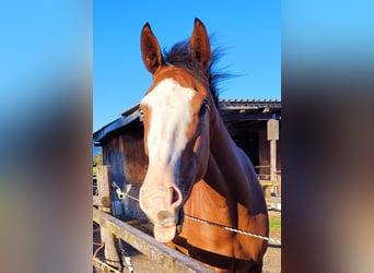 Aztèque, Jument, 2 Ans, 164 cm, Bai