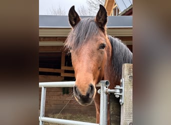 Aztèque, Jument, 3 Ans, 155 cm, Buckskin