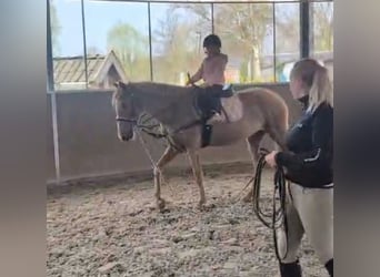 Aztèque Croisé, Jument, 5 Ans, 146 cm, Alezan