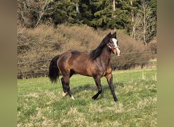 Aztèque Croisé, Jument, 5 Ans, 153 cm, Bai brun