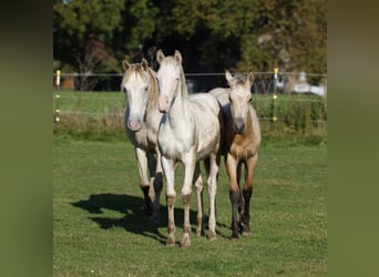 Aztèque, Jument, Poulain (04/2024), 153 cm, Perlino