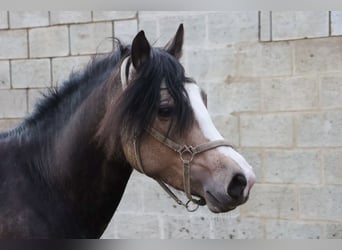 Connemara, Étalon, 5 Ans, 145 cm, Bai brun