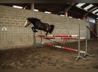 Connemara, Étalon, 5 Ans, 145 cm, Bai brun