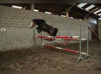 Connemara, Étalon, 5 Ans, 145 cm, Bai brun