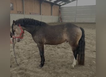 Connemara, Étalon, 5 Ans, 145 cm, Bai brun