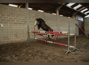 Connemara, Étalon, 5 Ans, 145 cm, Bai brun