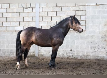 Connemara, Étalon, 5 Ans, 145 cm, Bai brun