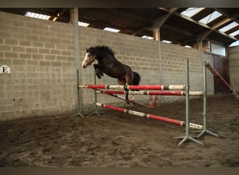 Connemara, Semental, 5 años, 145 cm, Castaño oscuro