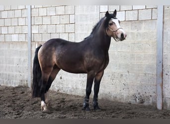 Connemara, Semental, 5 años, 145 cm, Castaño oscuro