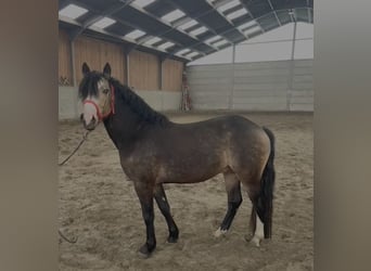 Connemara, Stallion, 5 years, 14,1 hh, Bay-Dark