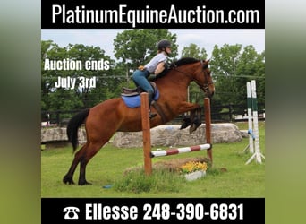 Other Warmbloods, Mare, 12 years, 16.2 hh, Bay, in Highland MI,