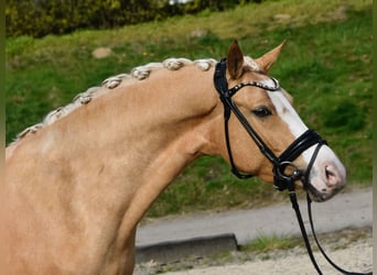 Deutsches Reitpony, Stute, 4 Jahre, 146 cm, Palomino, in Fürstenau