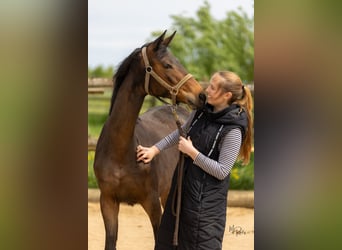 Mare 1 year