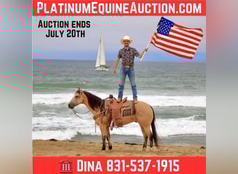 Quarter horse américain, Hongre, 7 Ans, 150 cm, Buckskin, in Paicines CA