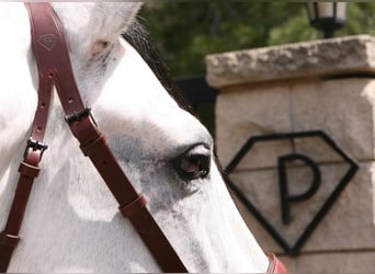 VATICANO II, PRE Mix, Stallion, Gray-Dapple, in Sagunto,