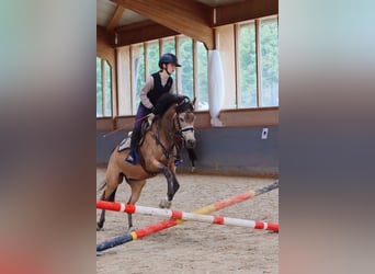 Reitbeteiligung gesucht(RsP)