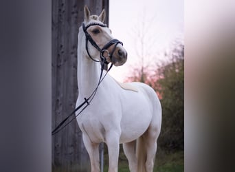 German Riding Pony, Gelding, 4 years, 14.1 hh, Palomino, in Perl,