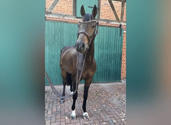 Gelding 3 years