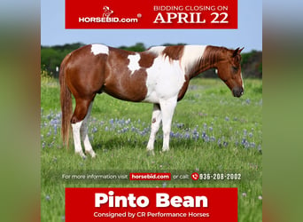 Paint Horse, Gelding, 4 years, Pinto, in Pennington,