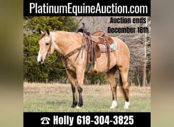 Quarter horse américain, Hongre, 10 Ans, 150 cm, Buckskin, in Greenville Ky,
