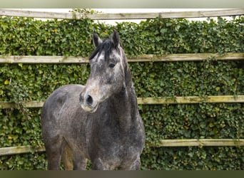 Westfale, Hengst, 3 Jahre, 166 cm, Schimmel, in Waddinxveen