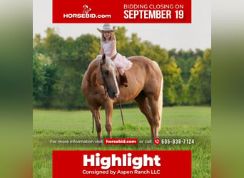 Quarter horse américain, Hongre, 14 Ans, 150 cm, Palomino, in Valley Springs, SD,