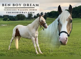 Tennessee konia, Wałach, 3 lat, 152 cm, Tobiano wszelkich maści, in New Haven, KY