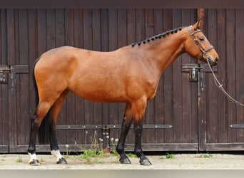 Polski koń sportowy, Klacz, 6 lat, 164 cm, Gniada, in Kicin
