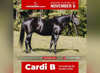 American Quarter Horse, Merrie, 16 Jaar, 147 cm, Zwart, in Cookeville, TN,