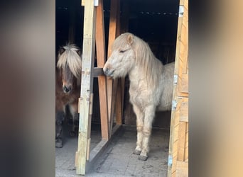 Pony Islandese, Stallone, 3 Anni, 144 cm, , in Bosau