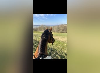 Wallach 15 Jahre