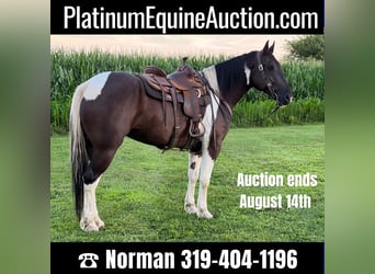 Quarter horse américain, Hongre, 10 Ans, 163 cm, Tobiano-toutes couleurs, in zearing IA,
