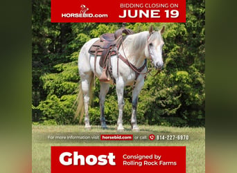 Quarter horse américain, Hongre, 9 Ans, Gris, in Clarion, PA,