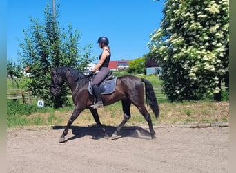 PRE Croisé, Hongre, 4 Ans, 157 cm, Noir, in Karlshuld