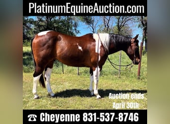 Quarter horse américain, Hongre, 16 Ans, 150 cm, Tobiano-toutes couleurs, in Weatherford TX,