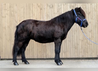 Caballos islandeses, Yegua, 12 años, Negro, in Stra&#xDF;walchen