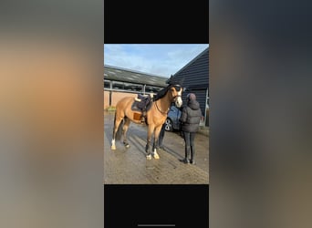 Royal du soleul