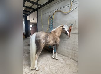 Classic Pony Mix, Stute, 4 Jahre, 115 cm, Pearl, in Anchuelo,