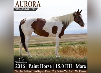 American Paint Horse, Stute, 10 Jahre, 152 cm, Tobiano-alle-Farben, in Fort Collins, CO