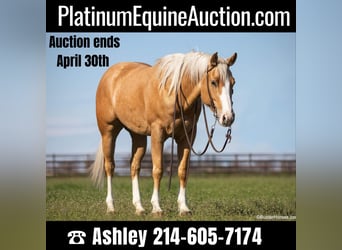American Quarter Horse, Stute, 7 Jahre, Palomino, in Weatherford TX,