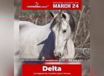 Quarter horse américain Croisé, Hongre, 5 Ans, 157 cm, Gris, in Clover, SC,
