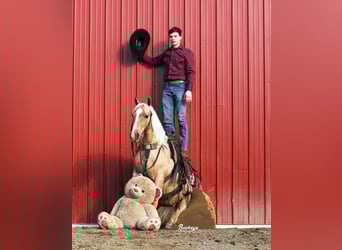American Quarter Horse, Wallach, 5 Jahre, Palomino, in Millersburg,