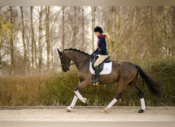 KWPN, Klacz, 4 lat, 166 cm, Kara, in Kicin